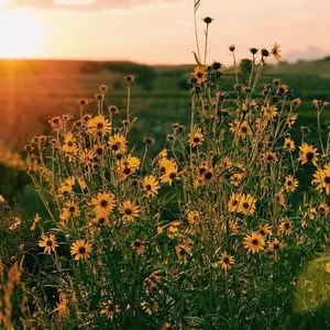 Meet your Posher, Martha